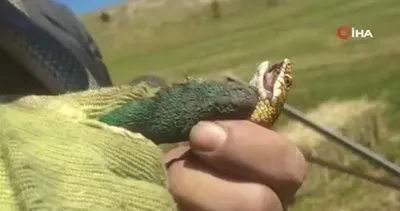 🐍Yılan ile tehlikeli oyun! 🐱Kedi ile oynar gibi oynadı…