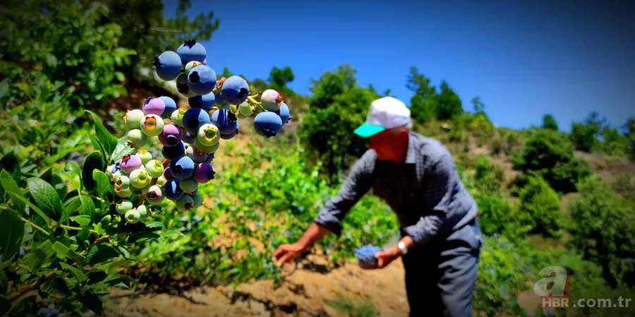 Kilosu 100 TL’lik meyvelerini bakın nasıl koruyor! Görenler hayrete düştü 2