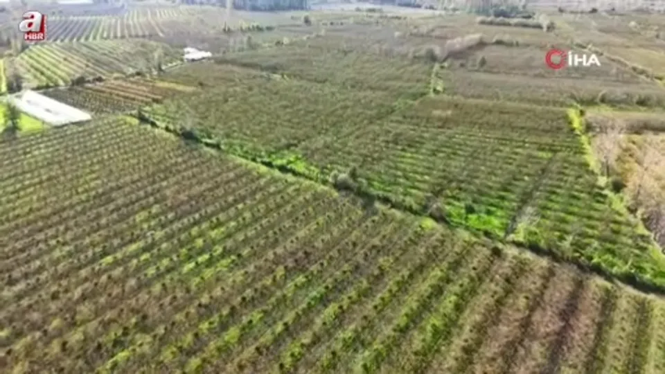 Samsun’u fındık üretiminde zirveye taşıdı