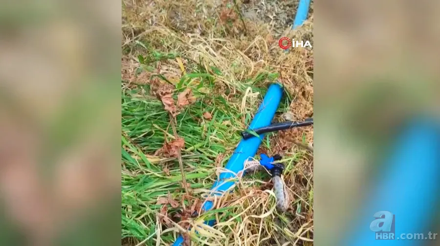 Tıkanan su borusundan çıkan şoke etti! 1 buçuk metrelik... 2