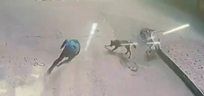 İstanbul Sultagazi’de sokak köpeği dehşeti! Kendisine saldıran köpeklere taşla karşılık verdi