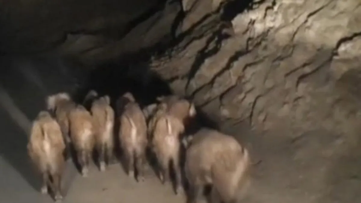 Başkale'de domuz sürüsü görüntülendi