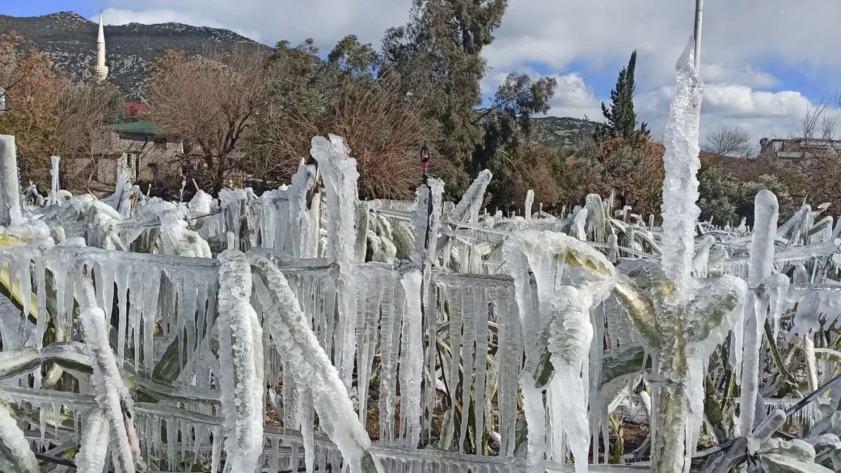 Su sıktığı ağaçları dondu: Bahçesi buz sergisine döndü