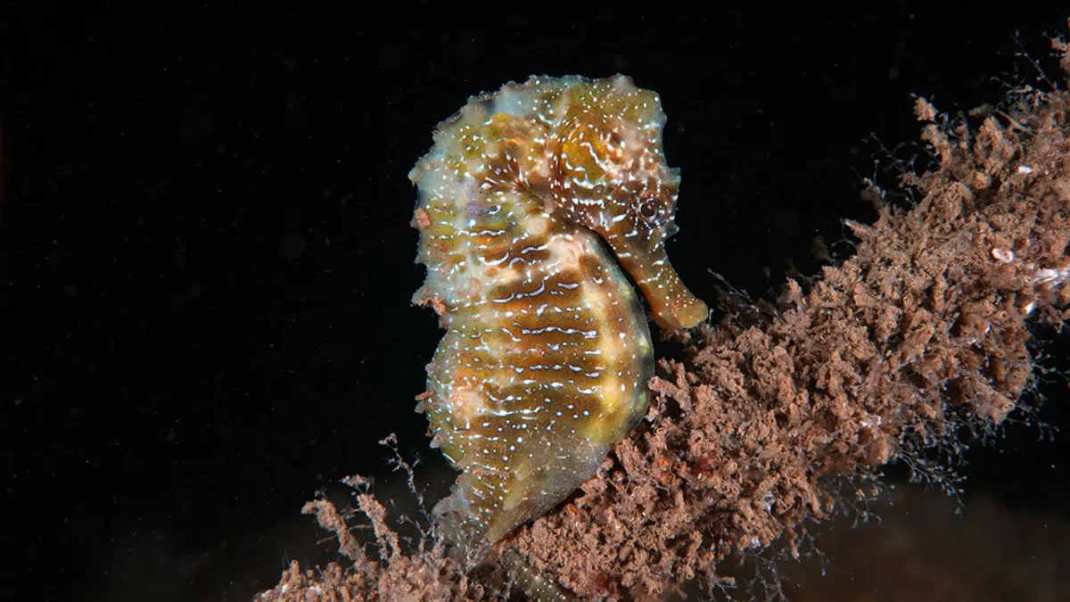 Deniz atları görünümleriyle dikkat çekiyor