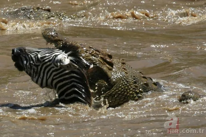 En uzun yaşayan hayvan hangisidir? 20
