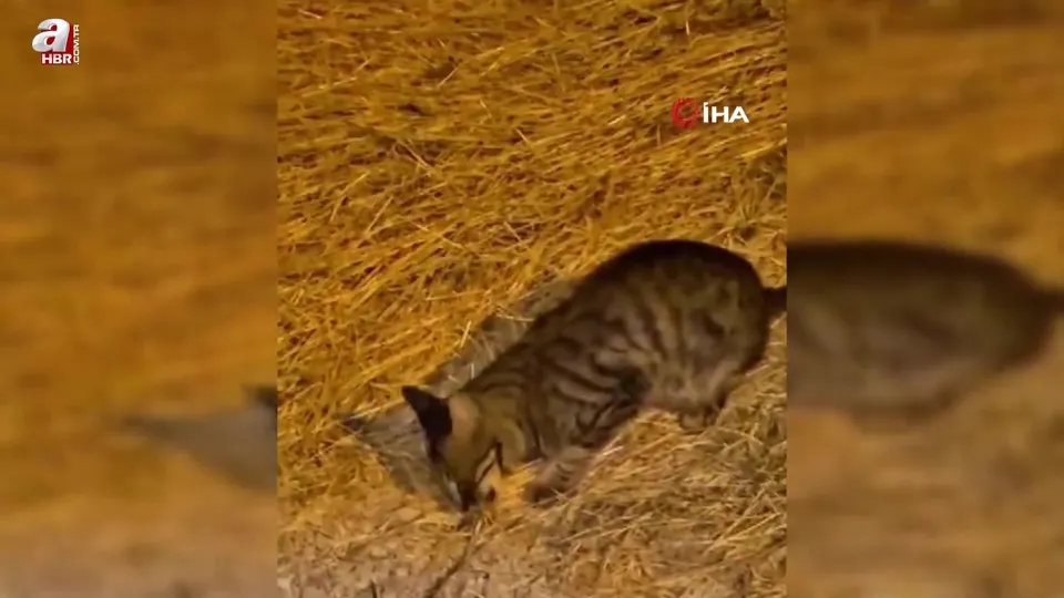 Zehirli sarıkız örümceği ile kedinin mücadelesi kamerada