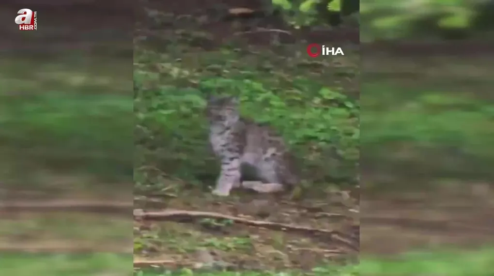 Kastamonu'da vaşak görüntülendi