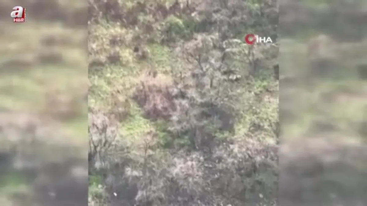 Anne boz ayı 2 yavrusuyla kamerada