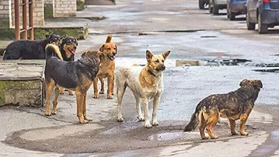Başıboş köpek sayısı her geçen gün artıyor