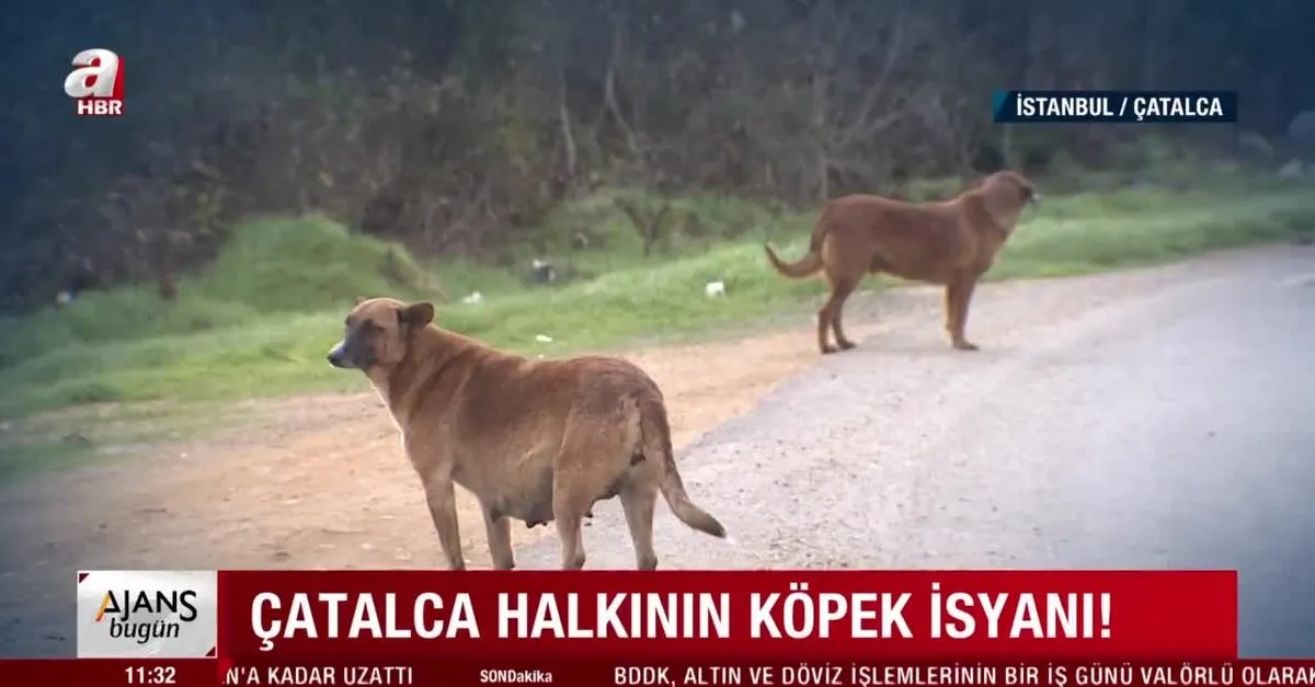 Catalca Halkinin Kopek Isyani Ahaber Video Izle