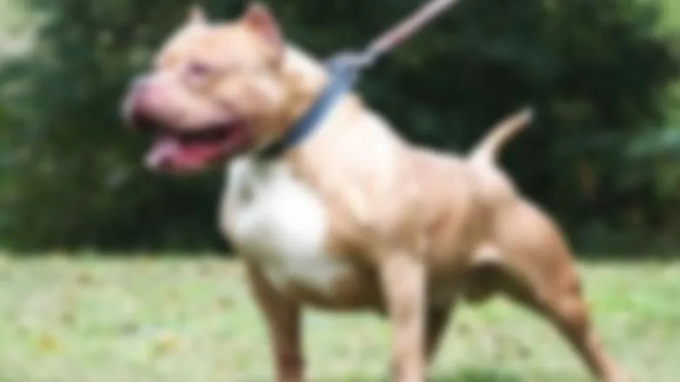 Gaziantep'te ikinci pitbull vakası