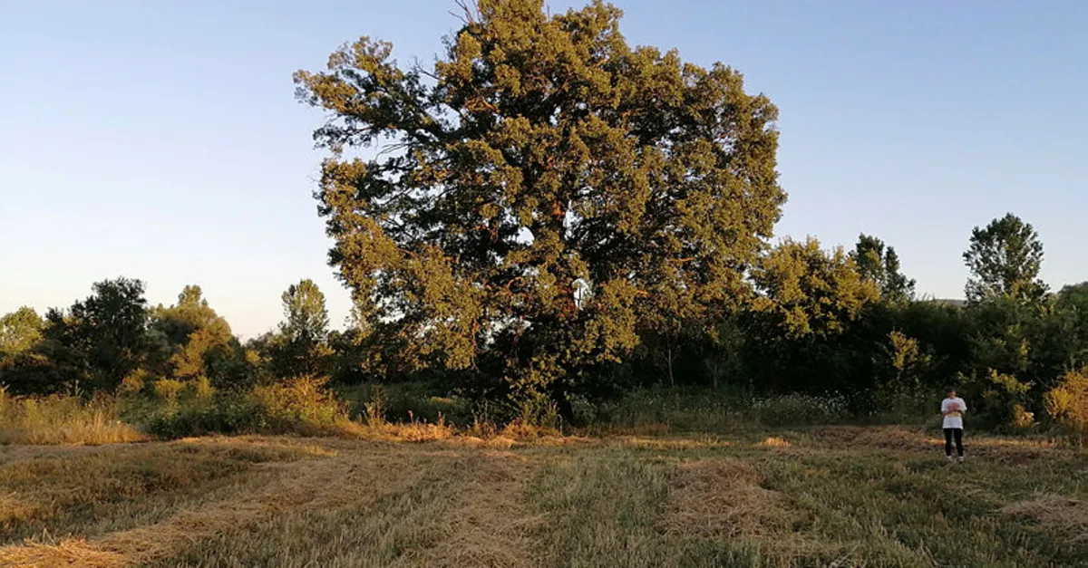 Bilecik’te 10 metre genişliğindeki 500 yıllık ağacı görenler şaşırıyor