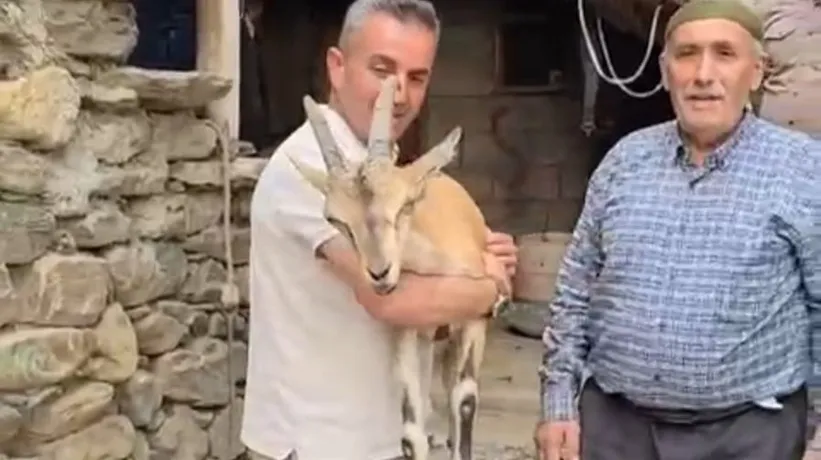 Yaylada bitkin halde bulundu! Bakıma alındı
