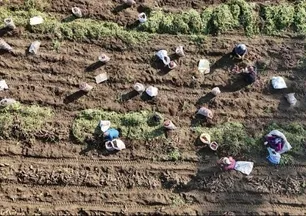 Tarlada 30 manavda 70 TL! Kuraklık vurdu verim yarıya indi