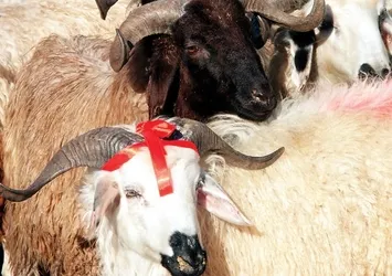 Kurbanla ilgili dinî hükümler