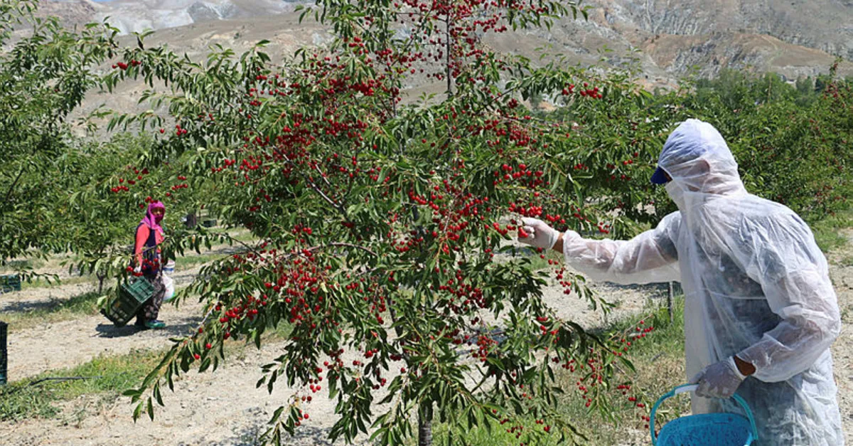 Erzincan’dan 95 ülkeye vişne ihracatı