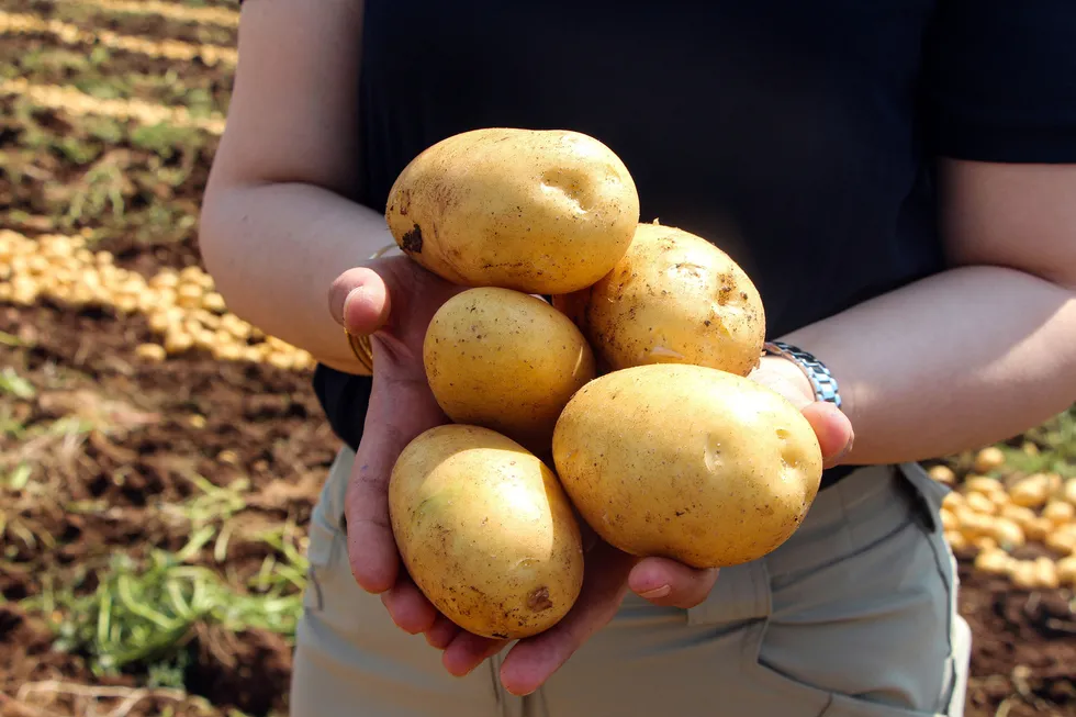 Adana'da patates hasadı! Tarlada kilosu 20 TL'ye düştü - 4