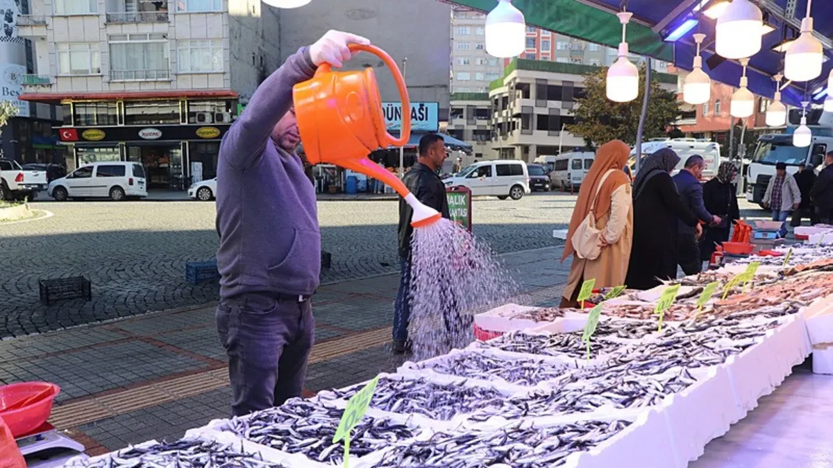 Rize'de hamsi bolluğu! Kilogramı 50 liradan satılıyor