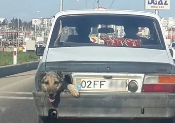 Stop lambası yerine köpek kafası