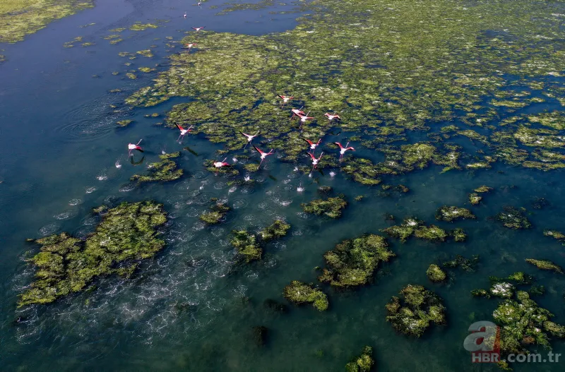CHP'li Tunç Soyer'in "Yüzülebilir hale gelecek" dediği İzmir Körfezi çevre felaketi uyarısı veriyor 14