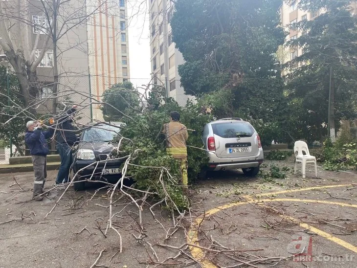 İstanbul Kadıköy’de görenleri şoke eden olay! Dev ağaç otomobillerin üzerine devrildi
