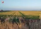 Buğdayı don ve kuraklık vurdu