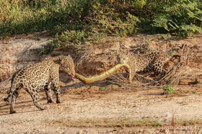 Böylesini daha önce hiç görmediniz 54