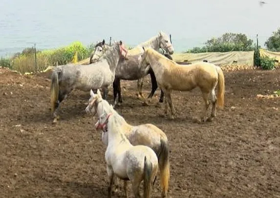 CHP’de skandallar bitmiyor! Adalar Belediyesi’nde zabıta rezaleti