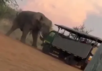 Safari gezisinde filin gazabı