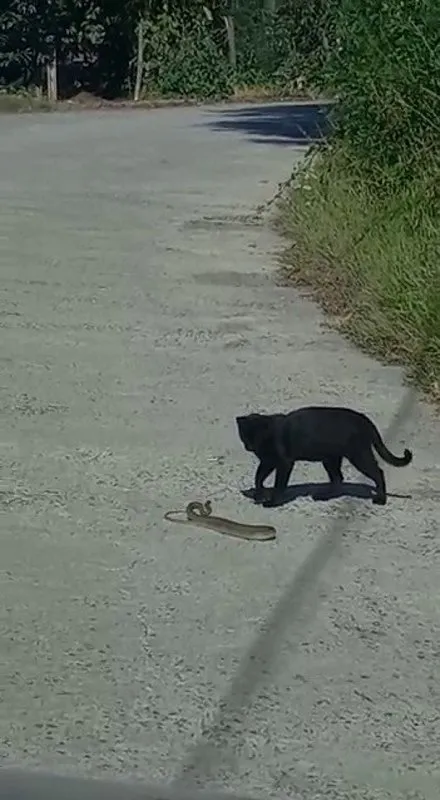 Zonguldak’ta kedi ile yılanın kavgasında sürpriz son! İşte o anlar