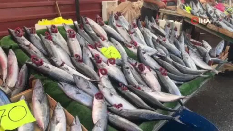 Zonguldak’ta palamut fiyatları 75 TL oldu