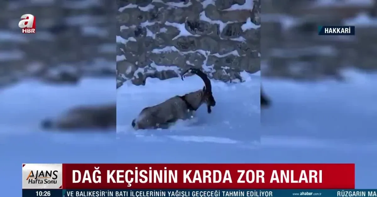 Dağ keçisinin karda zor anları!