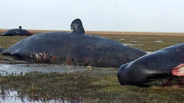 Karaya vuran balinanın karnından öyle bir şey çıktı ki... Akılalmaz olay