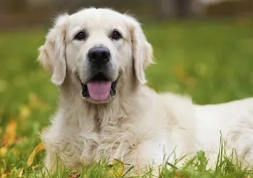 İran'da köpek gezdirmek yasaklandı