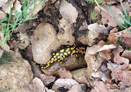 Nesli tükeniyor! O ilimizde ortaya çıktı