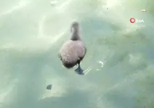 Kuğulu Park'ta kuğu ailesi büyüyor