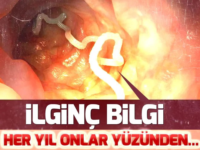Hayvanlar dÃ¼nyasÄ±ndan ilginÃ§ bilgiler