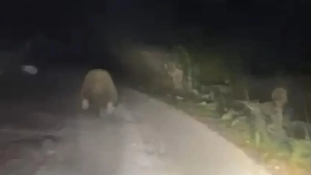 Ormanlık alandaki yavru ayı aracın farlarını görünce korkarak kaçtı