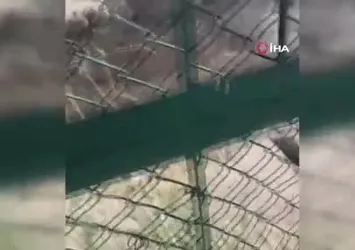 Sulama kanalında can pazarı