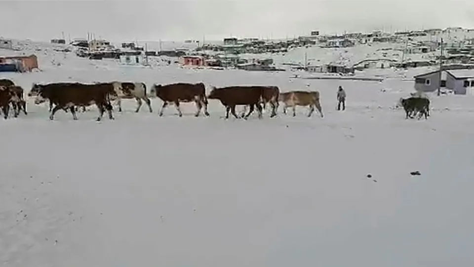 Ardahan'da kar kalınlığı 15 santimetreye ulaştı! Aceleyle inmek zorunda kaldılar