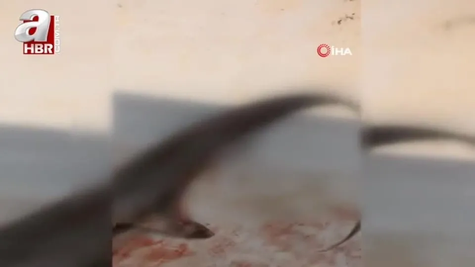 Dev köpek balığını görenler hayret ediyor