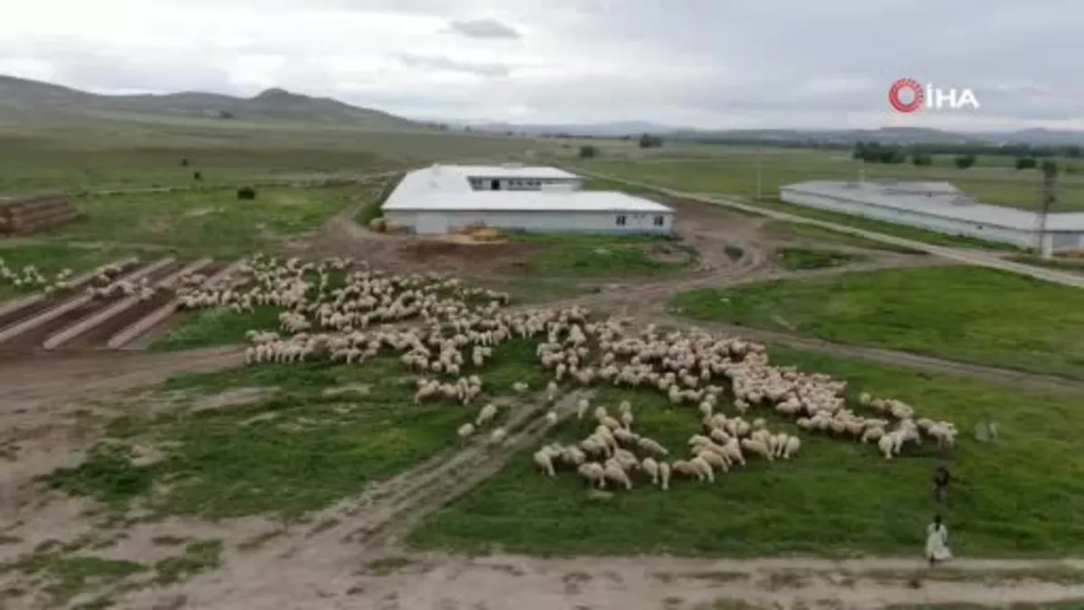 Sivas'ta yerli ‘Kangal akkaraman’ koyununda iyi bakım doğum oranını arttırdı