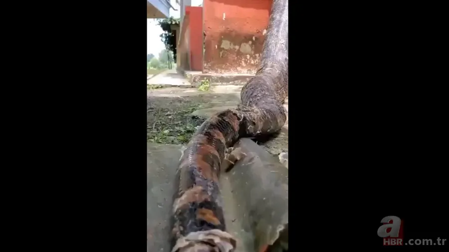 Bir yılan bunu neden yer? Pitonu ameliyat eden veterinerlerden sevinç çığlıkları 16