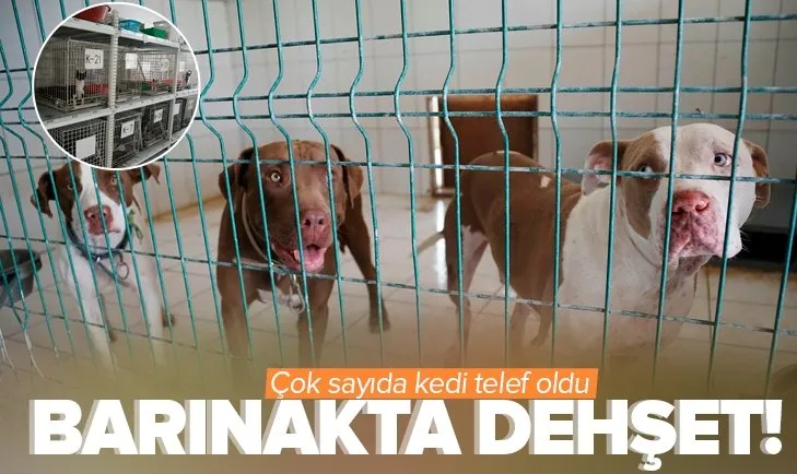 Antalya’da pitbull dehşeti! Barınaktaki 12 kedi telef oldu