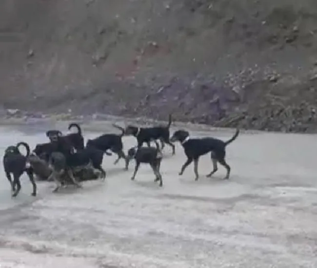 Denizli’de yaraladıkları yavru domuzu av köpeklerine parçalatan avcılara ceza - 3
