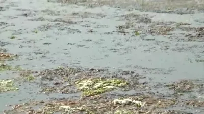 İzmir körfezi’nde deniz marulu istilası