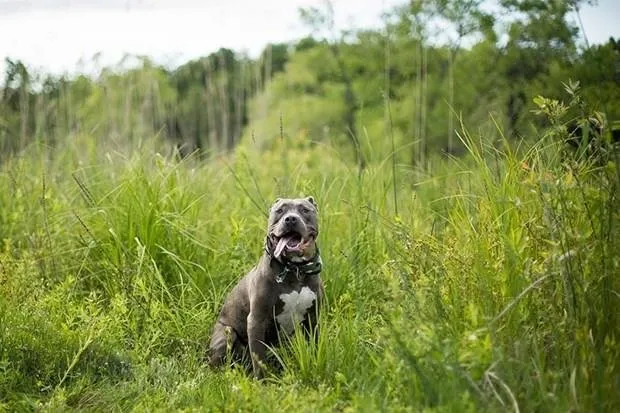 Dünyanın en fotojenik köpekleri
