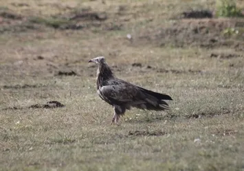 Nesli tehlike altında! Mısır Akbabası Bayburt'ta görüldü