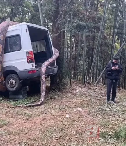 Bu görüntüler dehşete düşürdü! Dev anakonda arabayı sardı 1