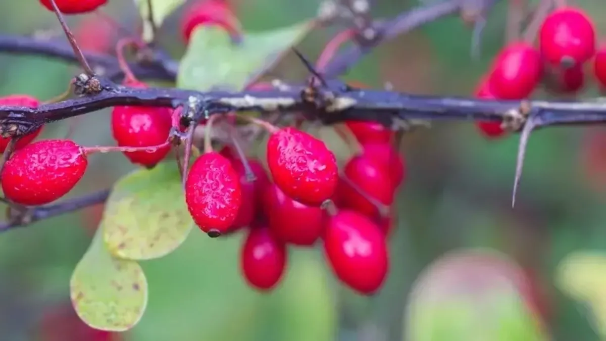 Vücudu çelik gibi yapıyor! Her gün avuç avuç yiyin...
